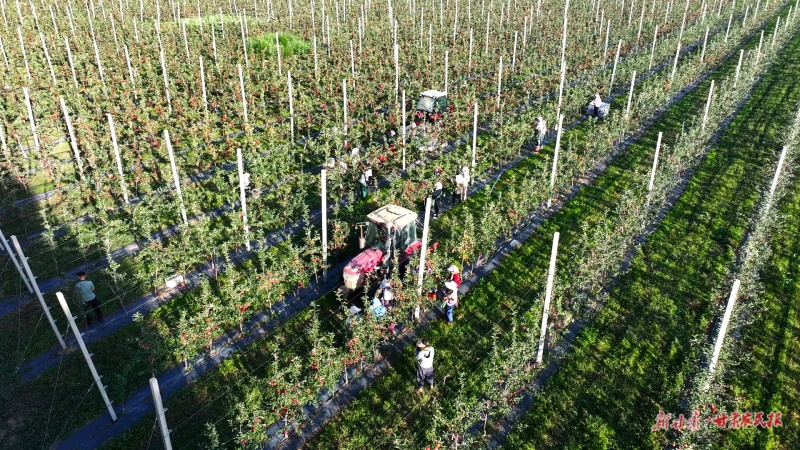 野羊村的矮化密植蘋果園的早熟蘋果迎來豐收