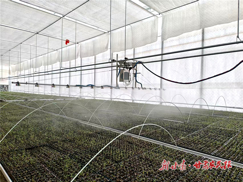 “苗”準致富增收路 “育”出產(chǎn)業(yè)新希望——民勤縣重興鎮(zhèn)上案村育苗中心圓滿完成首批次育苗任務(wù)