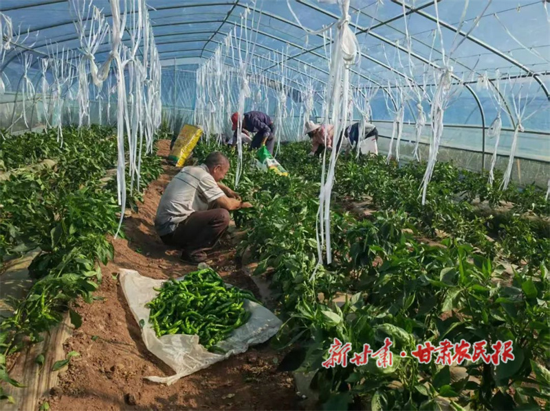華亭：螺絲椒豐收采摘忙
