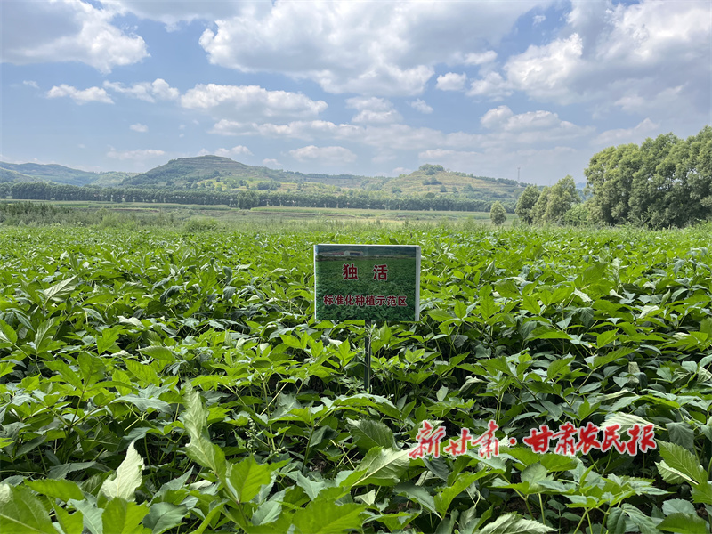 華亭：落實藥材補助政策 鋪就產(chǎn)業(yè)發(fā)展富民路