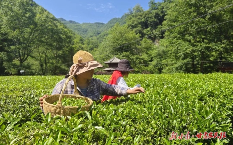 康縣：生態(tài)產(chǎn)業(yè)融合發(fā)展 縣域經(jīng)濟活力迸發(fā)