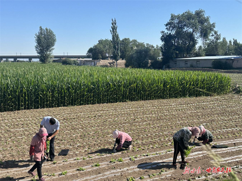 甘州區(qū) 一棵有機(jī)菜帶活一個(gè)村
