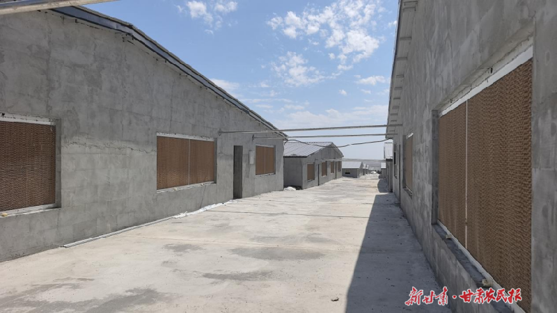 涼州區(qū)金山鎮(zhèn)年出欄5萬頭生豬標準化生態(tài)養(yǎng)殖場即將投用
