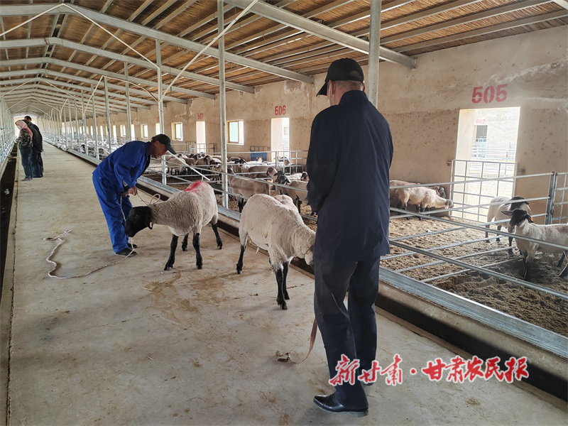 瓜州縣：精準(zhǔn)發(fā)力，激活鄉(xiāng)村振興新動能