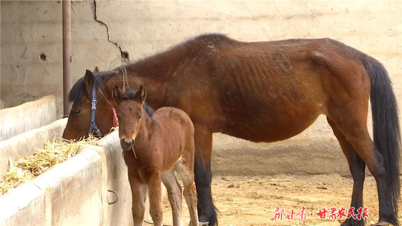 天祝岔口驛馬：千年古駿踏出富民新途
