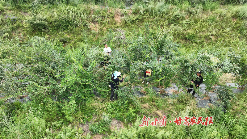 秦州連翹“翹”動產(chǎn)業(yè)振興新圖景