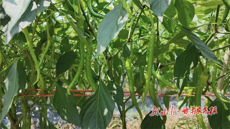 華亭：小辣椒映“紅”好日子