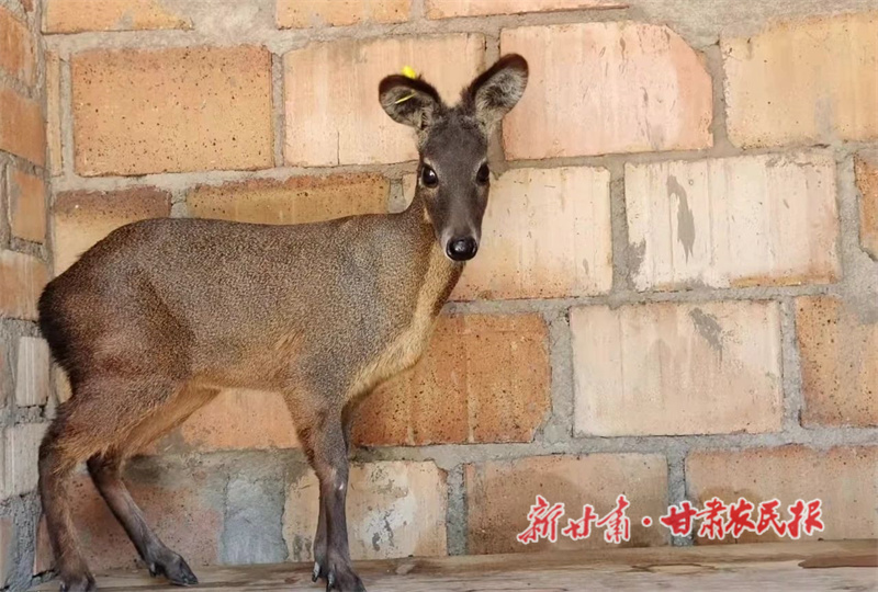 華亭：麝業(yè)富山鄉(xiāng)