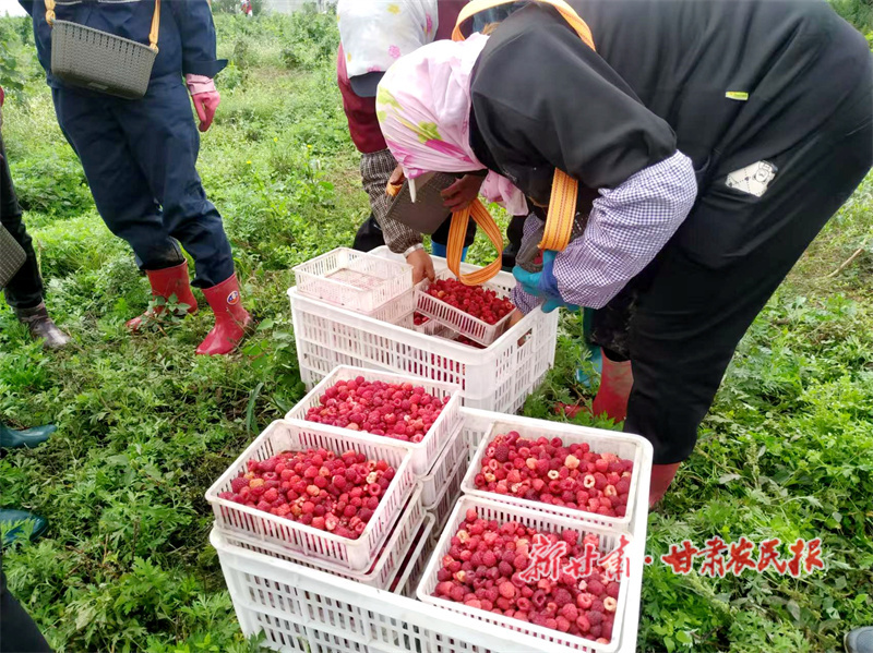華亭：紅色甜果掛滿枝頭 “莓”好生活甜上心頭