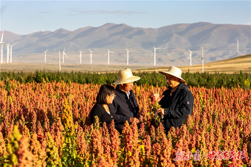 【圖片新聞】天祝：祁連山下藜麥紅了