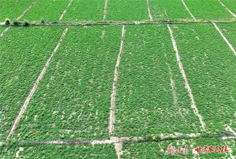 種特色牧草促增收