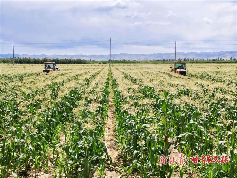 古浪：良田“聚”金 高標(biāo)準(zhǔn)農(nóng)田玉米喜獲豐收
