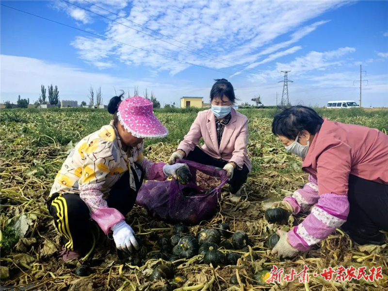 民勤：貝貝南瓜喜獲豐收