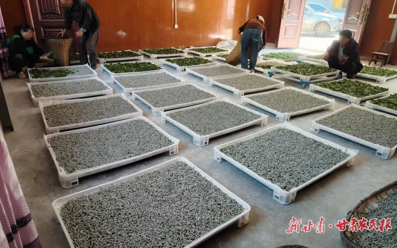 康縣云臺鎮(zhèn)：“問效云臺”激活“金鏈條”