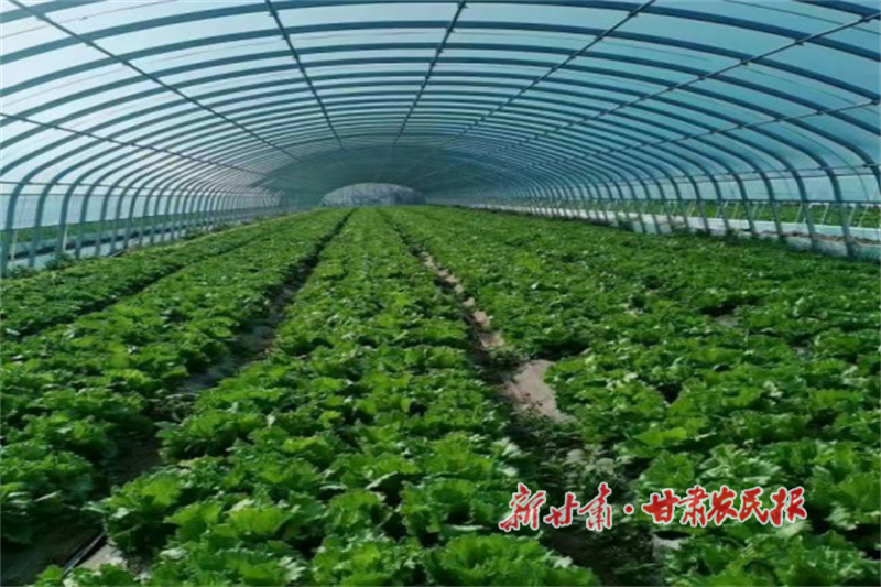 華亭:“穩(wěn)糧優(yōu)菜”雙輪驅(qū)動促增收