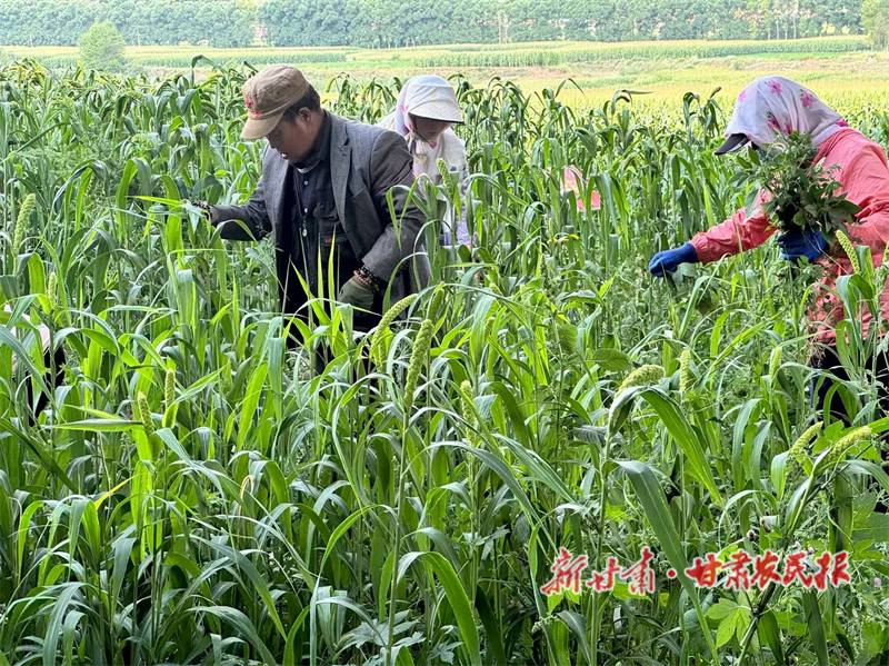 華亭:大豆搖鈴谷彎腰 金波碧浪待豐年
