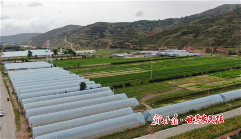 渭源縣：“大棚+大田”雙軌并行，繪就高原夏菜致富畫卷