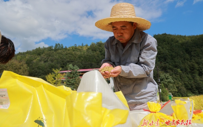 康縣:水稻成熟收割忙
