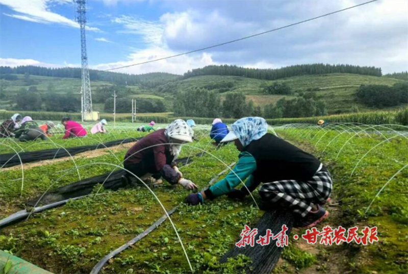 華亭:關(guān)山腳下育珍品 鄉(xiāng)村振興添活力