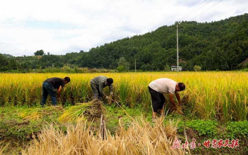 康縣大南峪鎮(zhèn)：黨建引領 多元產業(yè)遍地開花