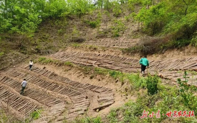 康縣迷壩鄉(xiāng)：黨建鏈上興產(chǎn)業(yè)，“綠海生金”富農(nóng)家