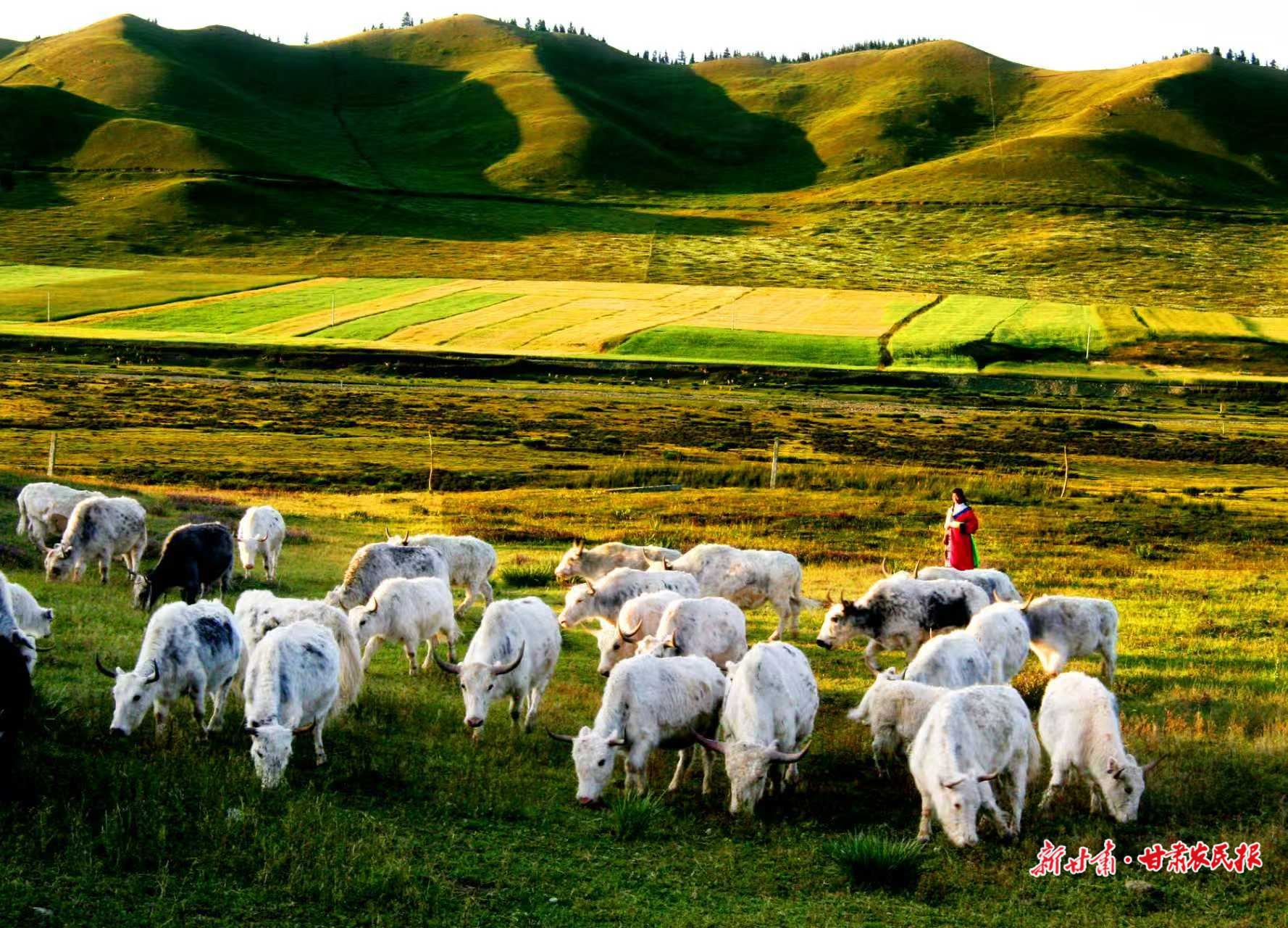 【2025年中國農(nóng)民豐收節(jié)】牛氣沖天鏈千億——“牛羊菜果薯藥糧種”產(chǎn)業(yè)集群建設(shè)觀察（一）