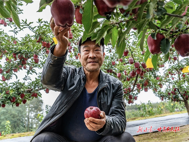 【2025年中國農(nóng)民豐收節(jié)】隴果飄香“越”絲路——“牛羊菜果薯藥糧種”產(chǎn)業(yè)集群建設(shè)觀察（四）

