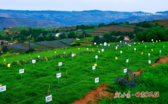 【2025年中國(guó)農(nóng)民豐收節(jié)】千年藥鄉(xiāng)煥新彩——“牛羊菜果薯藥糧種”產(chǎn)業(yè)集群建設(shè)觀察(六)