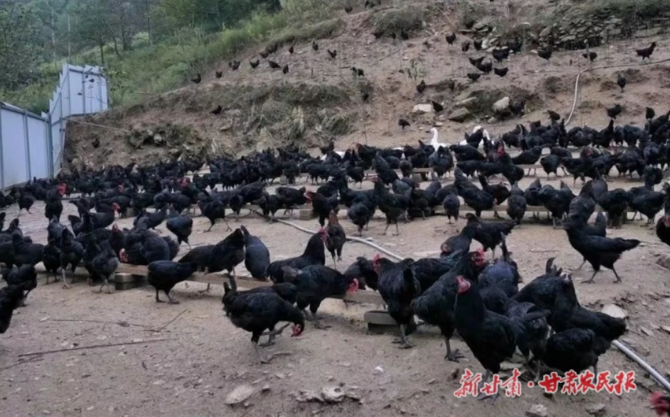 康縣大堡鎮(zhèn)：“鏈上”黨建激活鄉(xiāng)村振興新動能