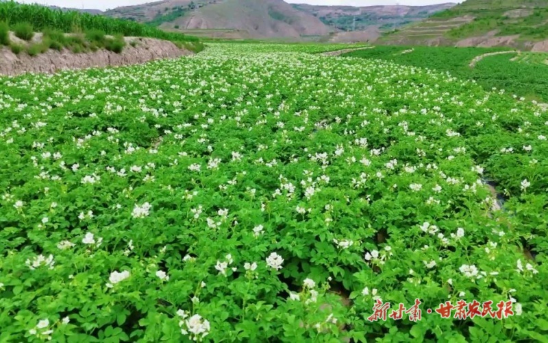 【2025年中國(guó)農(nóng)民豐收節(jié)】“金薯”破土促振興——“牛羊菜果薯藥糧種”產(chǎn)業(yè)集群建設(shè)觀察(五)