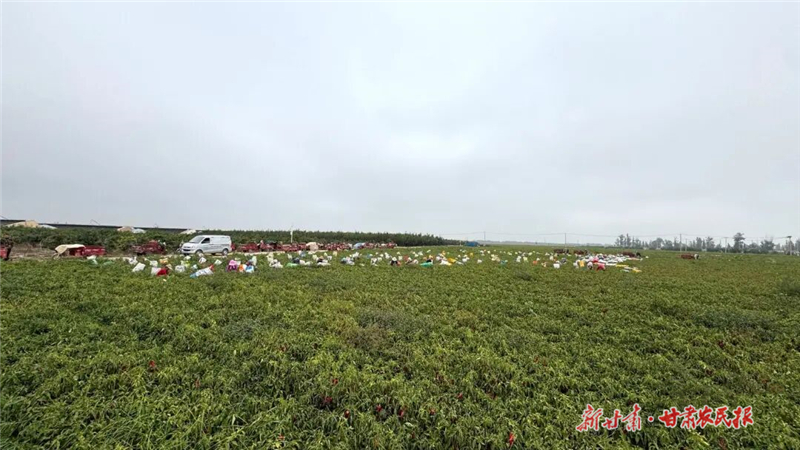 民勤:火紅辣椒映金秋 產(chǎn)業(yè)興旺促增收