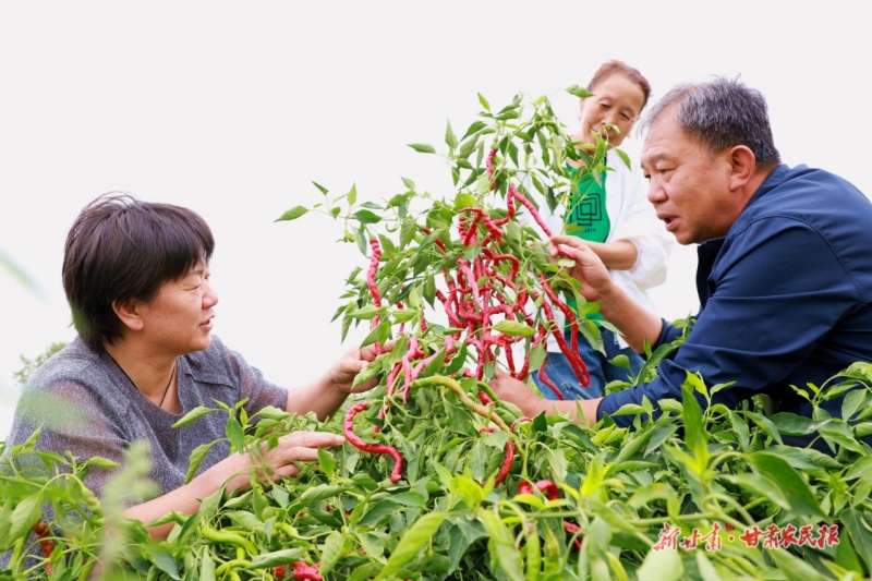 高臺辣椒豐收了