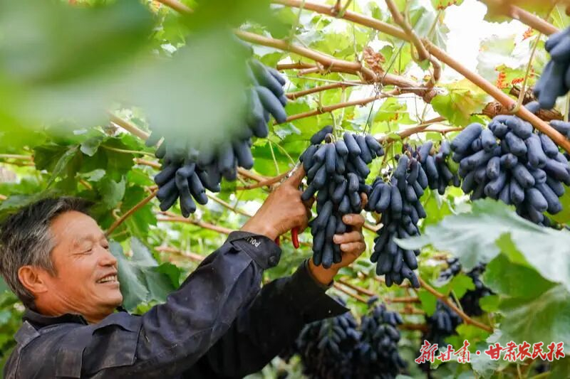 【圖片新聞】古浪大地秋日“豐” 景圖