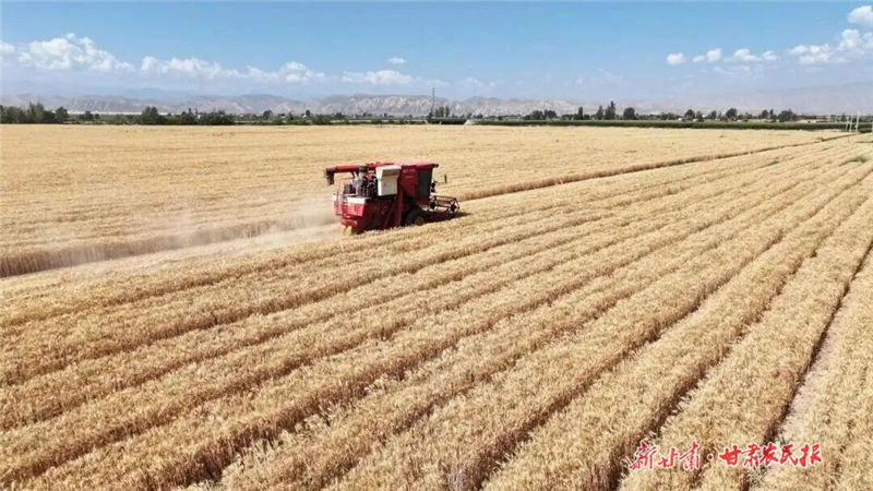 古浪:田疇結(jié)碩果 沃野繪“豐”景