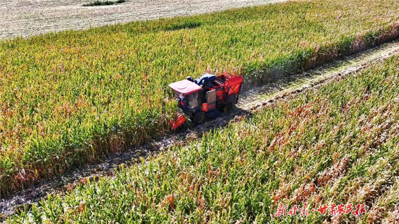 古浪:良田“聚”出豐收景