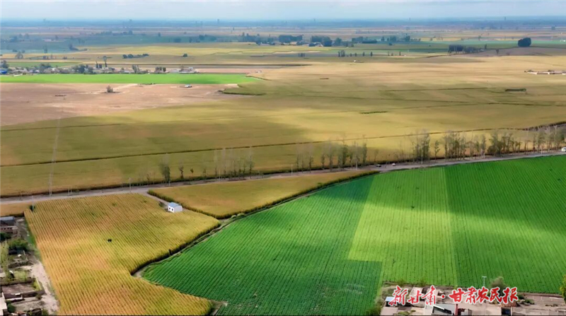 永昌:糧蔬滿田疇 振興添動(dòng)能