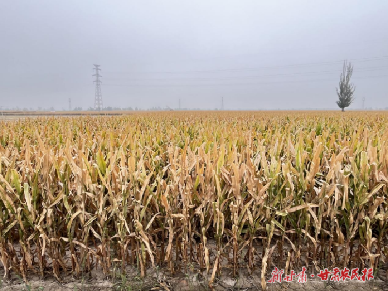 涼州區(qū):3萬(wàn)畝制種玉米喜迎豐收
