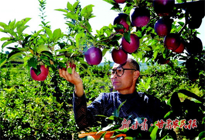 從黃土地到金果園:秦州蘋果產(chǎn)業(yè)點亮鄉(xiāng)村生活