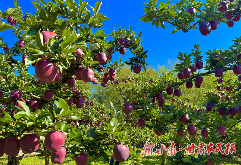 秦州區(qū):金果迎豐“景” 客商收購忙