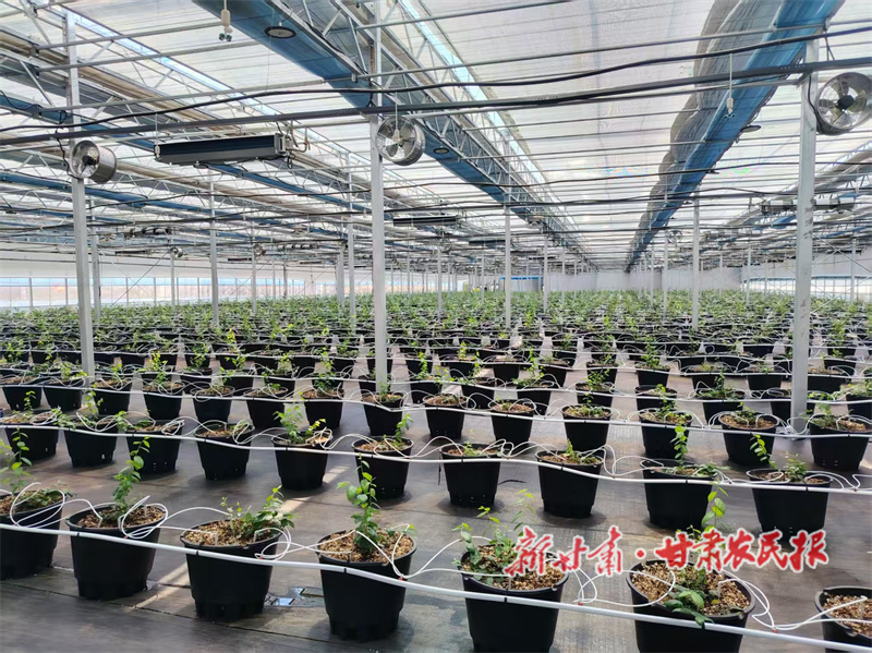 從“一村一品”到“產(chǎn)業(yè)矩陣”:秦州區(qū)以特色農(nóng)業(yè)交出豐收答卷