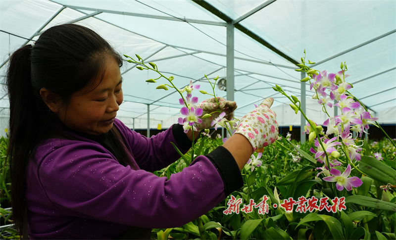 秦州區(qū):蘭花飄香搶市場 “美麗供給”增動能