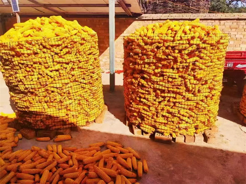 華亭:玉米鋪就豐收路 田間地頭“金”滿倉