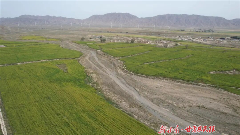 永昌:茴香飄香引增收 特色種植賦新能