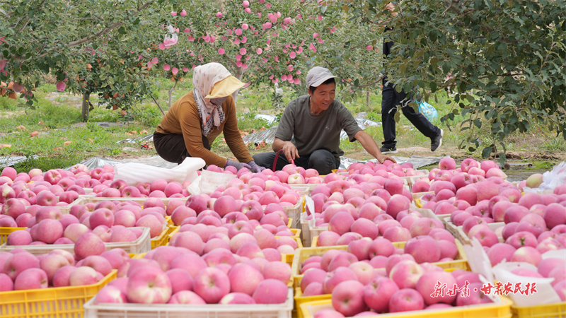 靜寧果農(nóng)喜算豐收賬:楊連軍穩(wěn)收二十萬 杜喜強(qiáng)沖刺四十萬