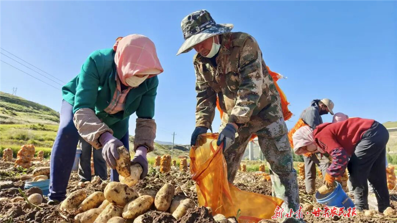 古浪：馬鈴薯成群眾“致富薯”