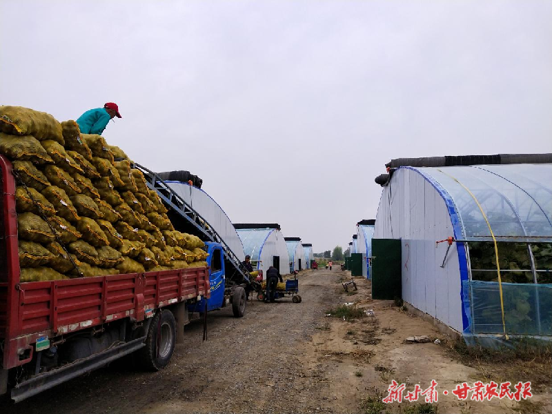 涼州區(qū):豐收季里采收忙