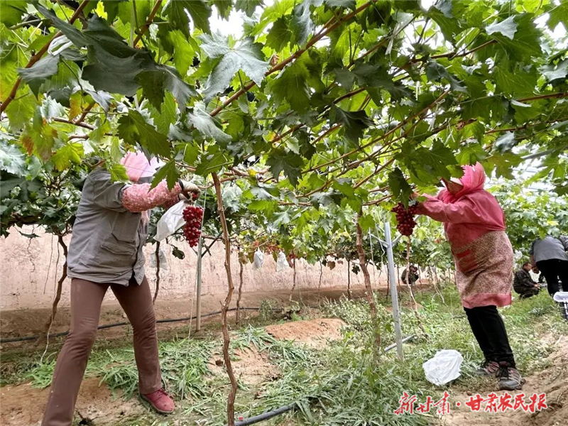 古浪:技術(shù)服務(wù)助力設(shè)施葡萄喜迎豐收