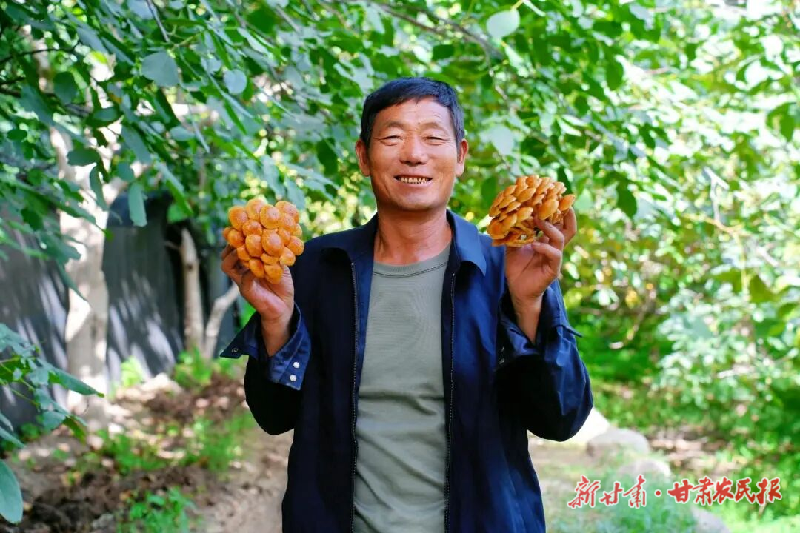 涼州區(qū):林上核桃香 林下菌菇旺
