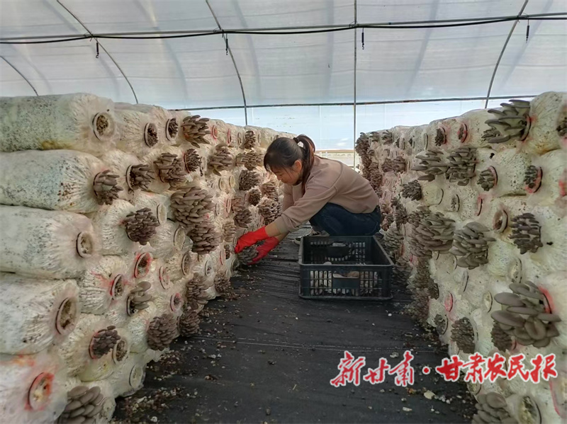 甘谷縣:小菌棒孕育大產(chǎn)業(yè) 平菇喜迎產(chǎn)銷旺季
