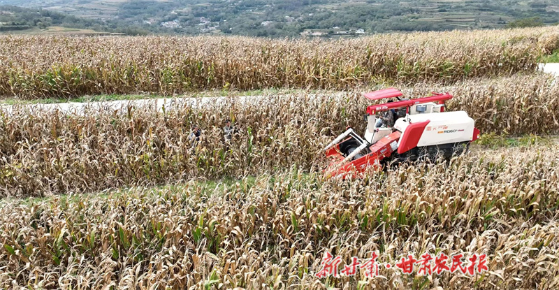 秦州區(qū):秋糧豐收在望 科技集成夯實增產(chǎn)基石